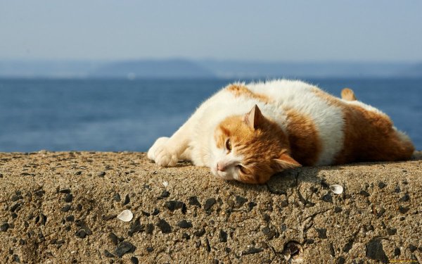 Котик на пляже