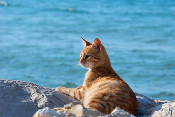 Кошки у моря на солнце