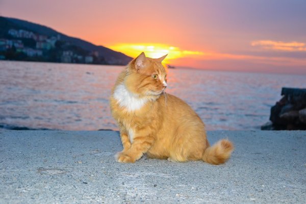 Котик закат море