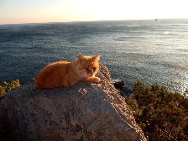 Кот и море солнце