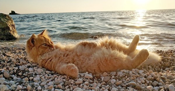Рыжий кот на море