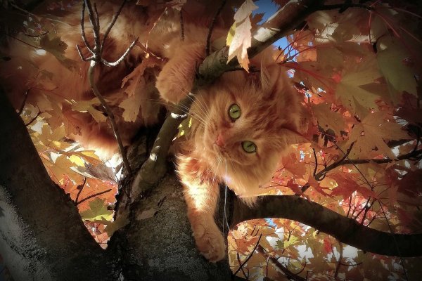 Рыжий кот на фоне осенних листьев