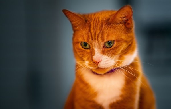Рыжий гладкошерстный кот порода