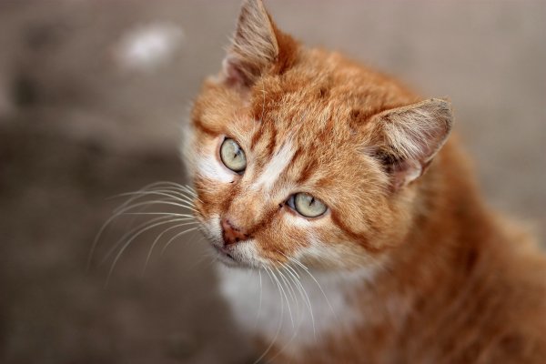 Охос азулес кошка рыжий