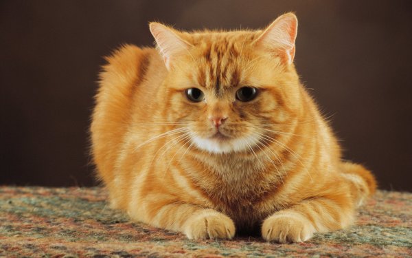 Ginger tabby Cat порода