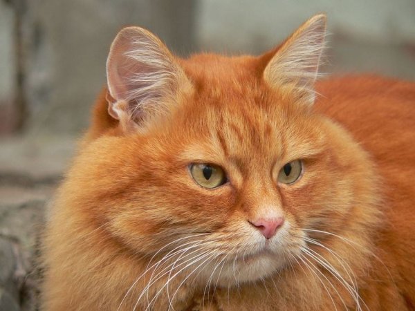 Сибирская кошка рыжая гладкошерстная