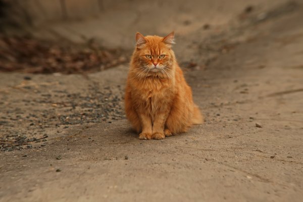 Рыжая пушистая кошка