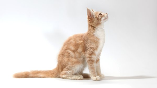 Бенгальская короткошерстная кошка рыжая