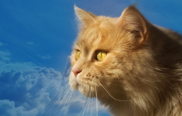 Котик на фоне неба