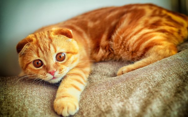 Шотландский вислоухий кот рыжий
