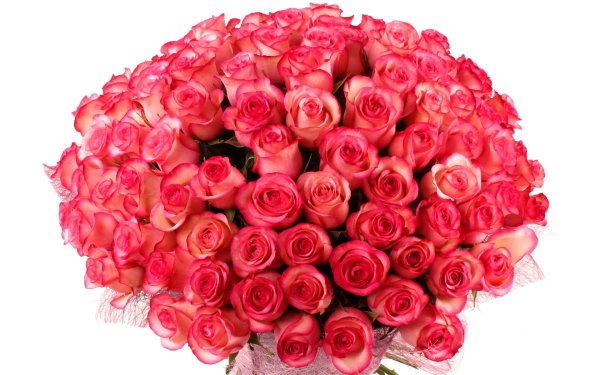 Шикарный букет роз на белом фоне