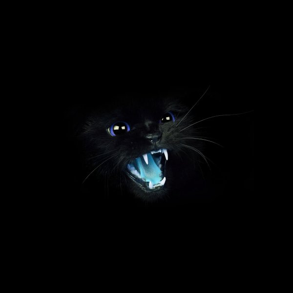 Черный кот с голубыми глазами на черном фоне
