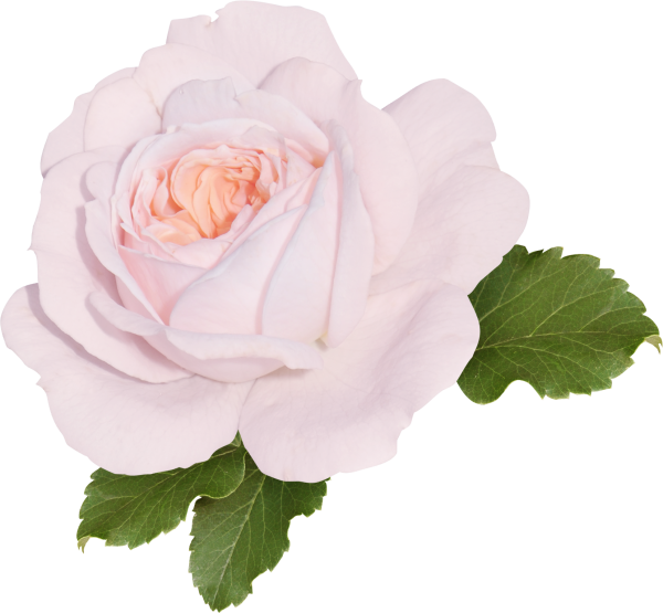 Роза чайная на белом фоне