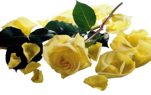 Желтые розы на прозрачном фоне