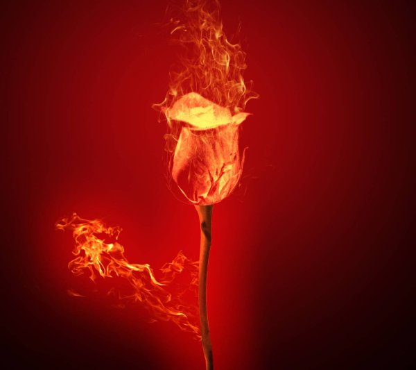 Роза и огонь на черном фоне
