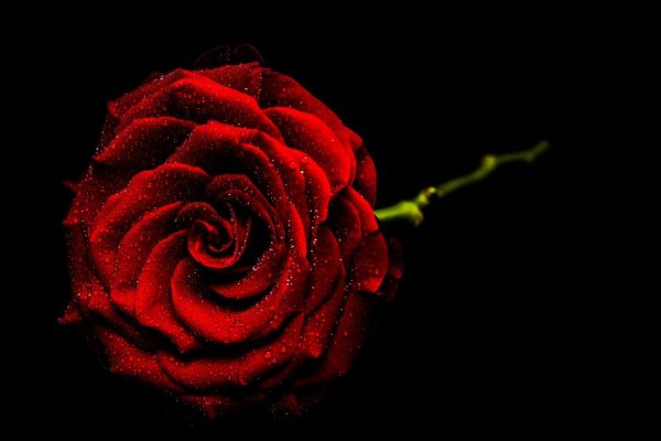 Роза красная на черном фоне