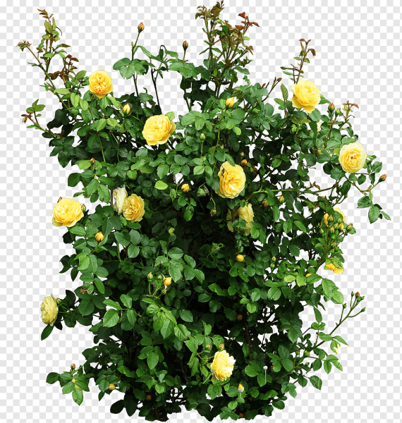 Желтые розы кустовые сад