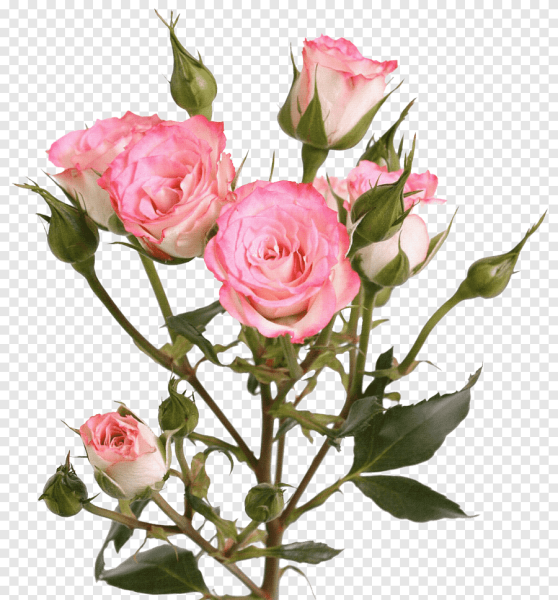 Роза кустовая Belinda