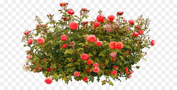 Кустовая роза кустарник