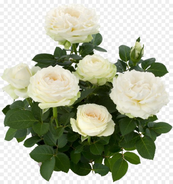 Роза кустовая Парковая белая