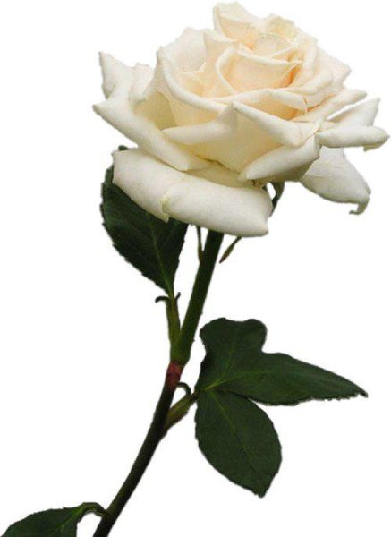 Роза на белом фоне