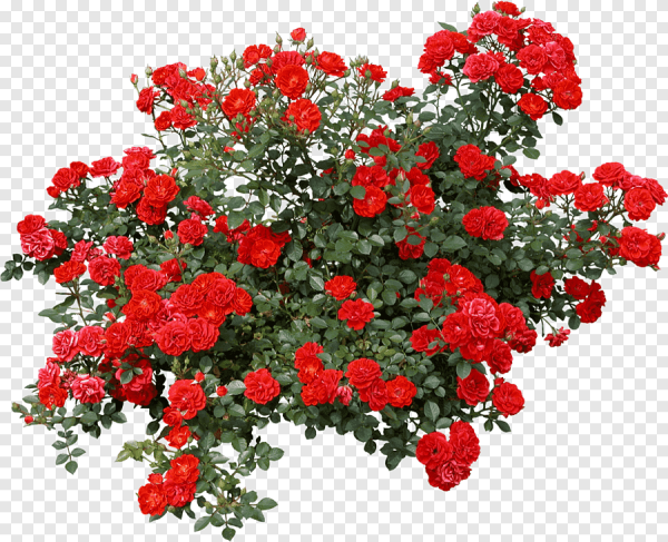 Роза флорибунда куст PNG