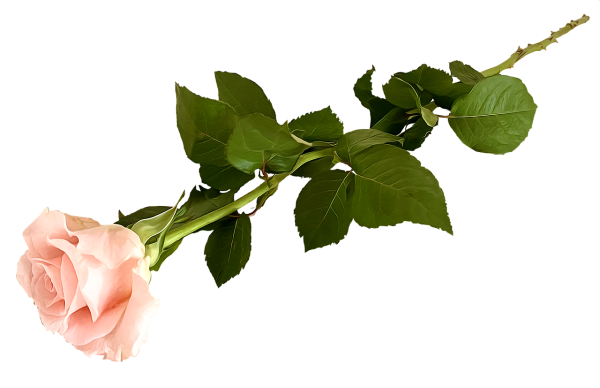 Цветы розы на прозрачном фоне