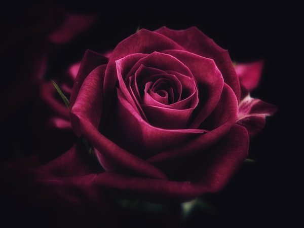 Роза на черном фоне пастель