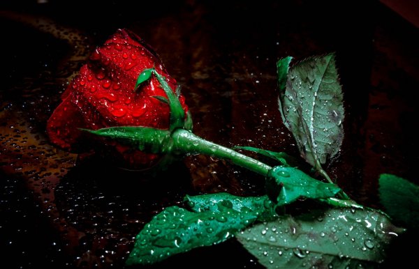Красная роза с капельками воды