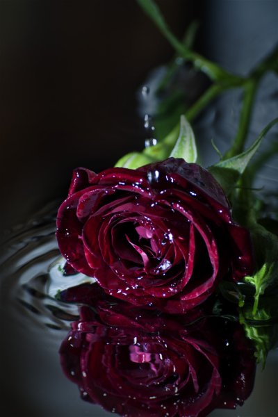 Бордовая роза в росе