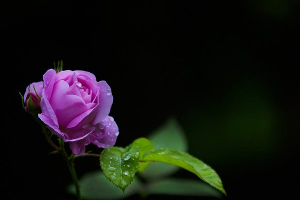 Фиолетовая роза на темном фоне