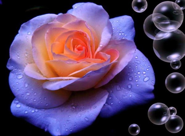 Роза с каплями воды