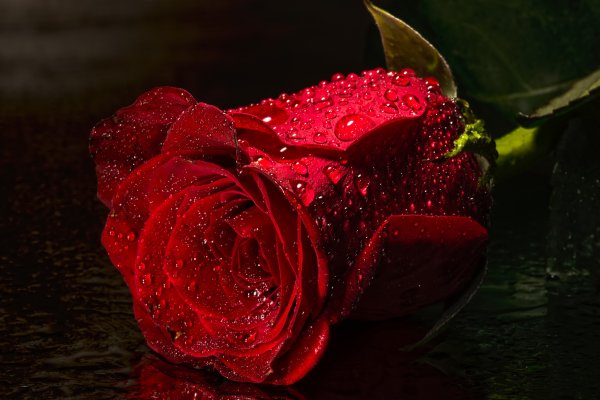 Роза на черном фоне с каплями воды