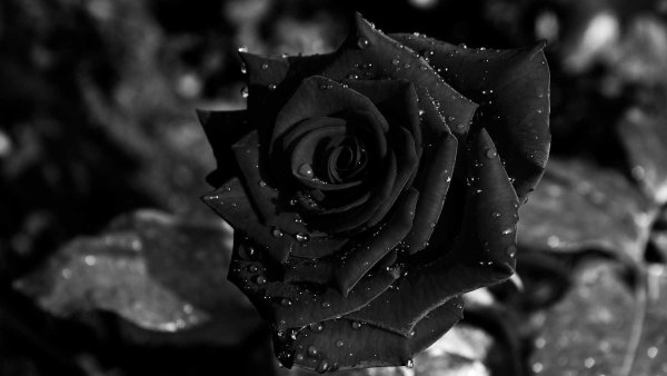 Чёрная роза цветок