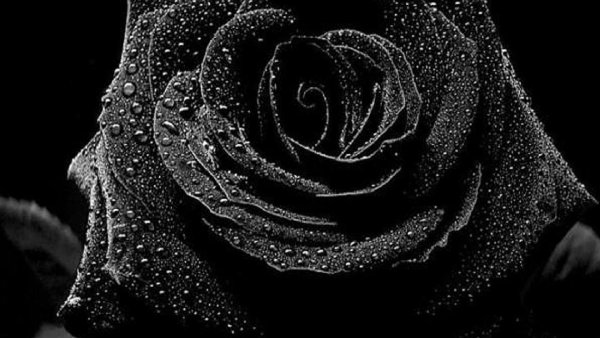 Красивые цветы на черном фоне