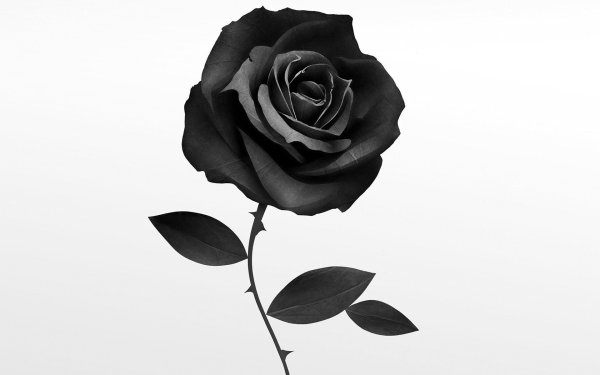 Роза на фоне черного цвета