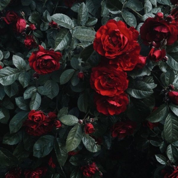 Роза плетистая Эстетика темная