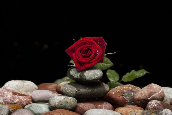 Роза на фоне камней