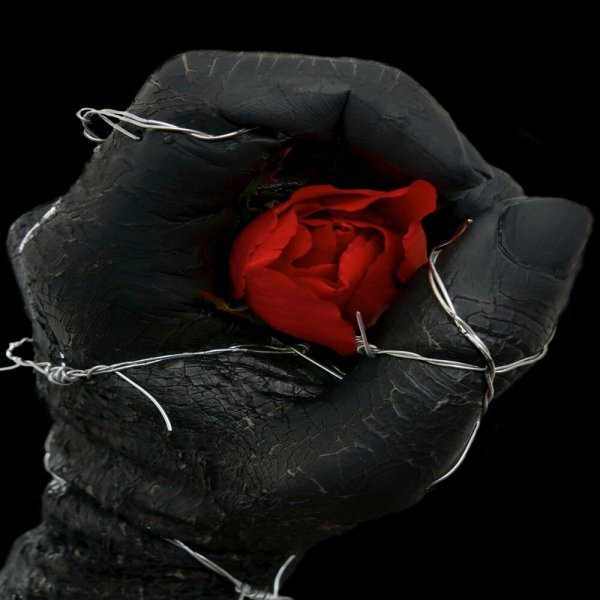 Роза на фоне колючей проволоки