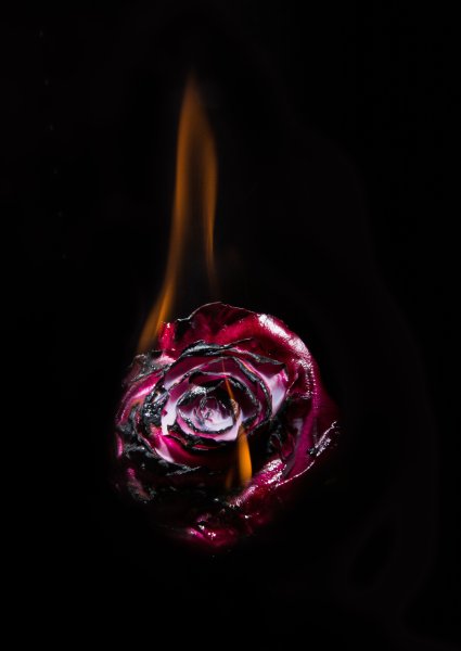 Роза на фоне огня