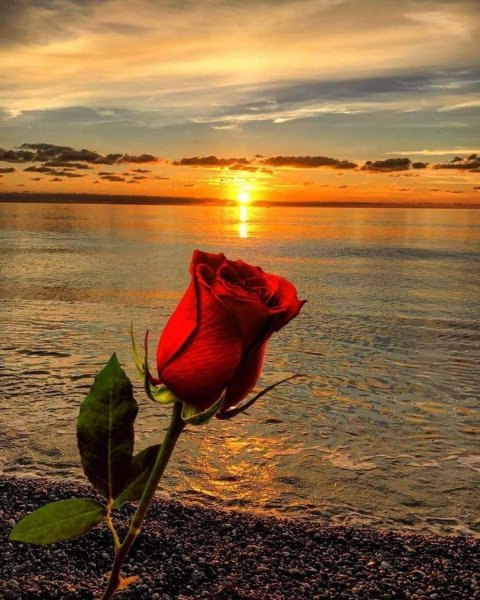 Роза на фоне солнца