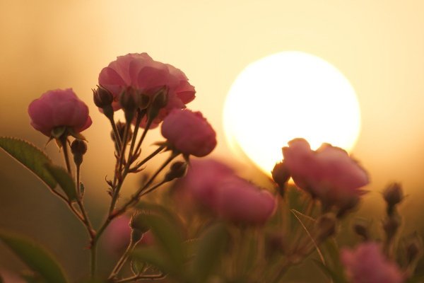 Цветы на Восходе солнца