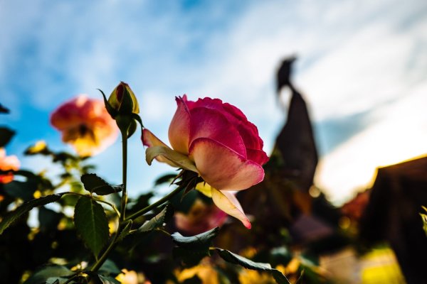 Розы в солнечных лучах
