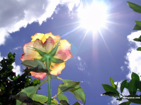 Солнце сквозь цветы
