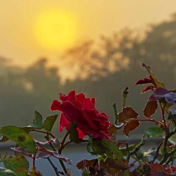 Кусты роз в солнечных лучах