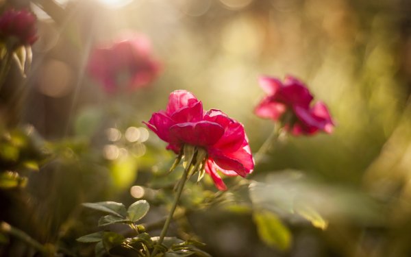 Солнце цветы розовые