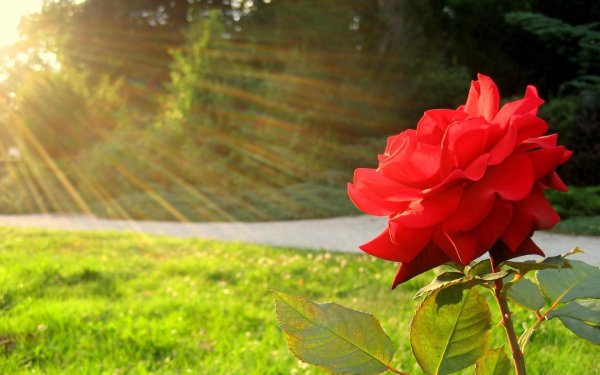 Роза в лучах солнца