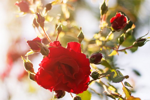 Розы в солнечных лучах
