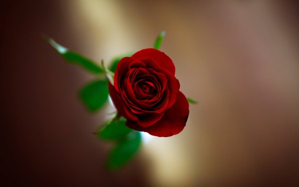 Роза на однотонном фоне