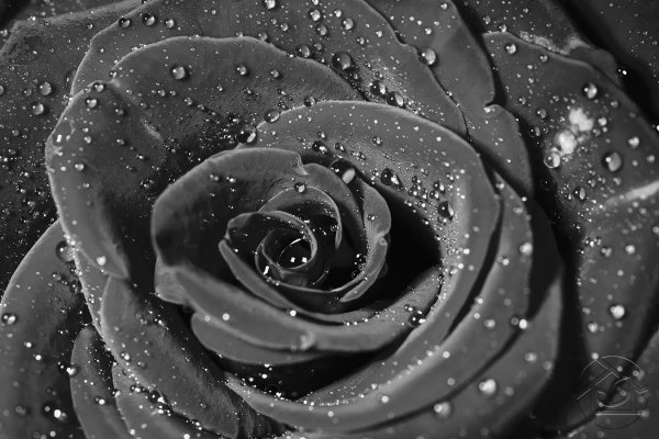 Черная роза с каплями